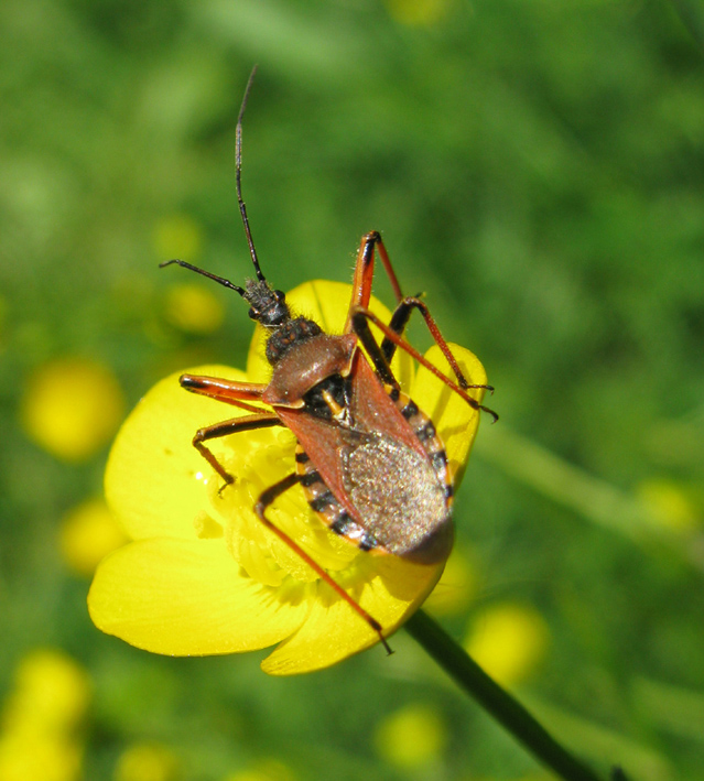 Reduviidae: Rhynocoris erytropus del Lazio